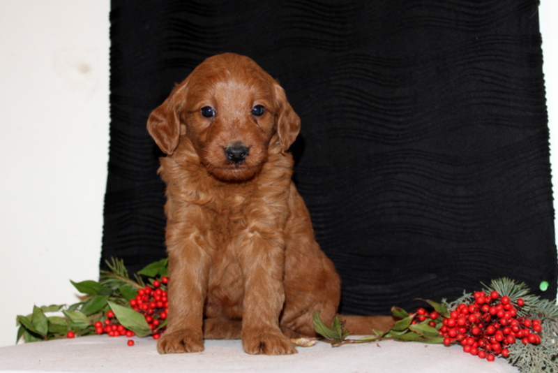 puppy, for, sale, Mini Goldendoodle F1, Matthew B. Stoltzfus, dog, breeder, Gap, PA, dog-breeder, puppy-for-sale, forsale, nearby, find, puppyfind, locator, puppylocator, aca